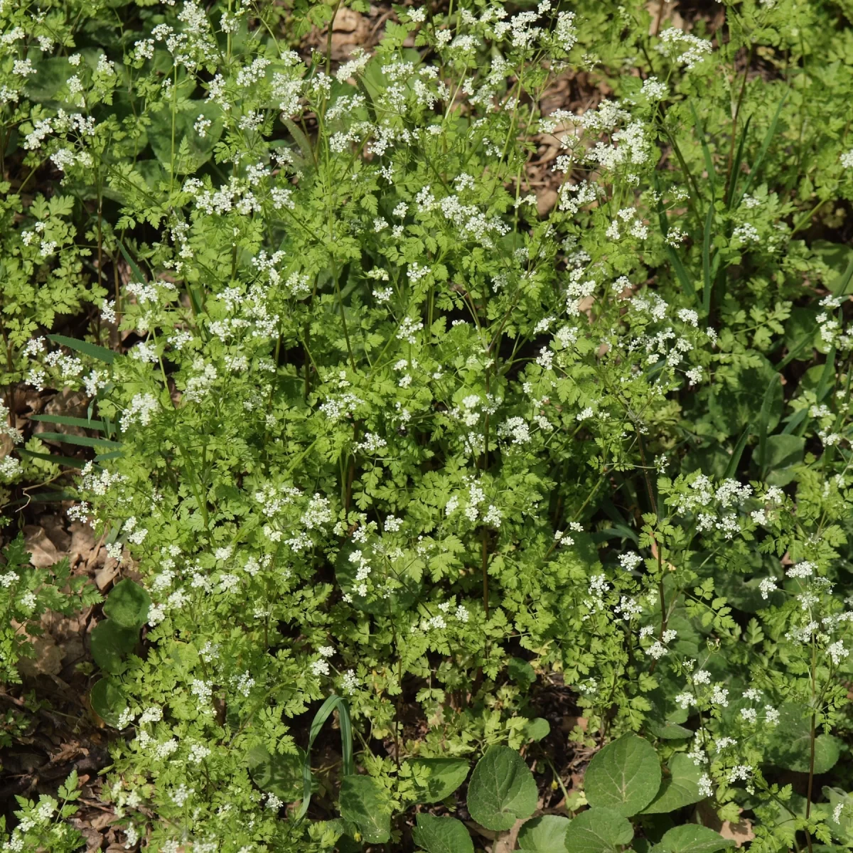 Kerblík třebule. Pořízeno 29.04.2018 15:04 - František Matoušek