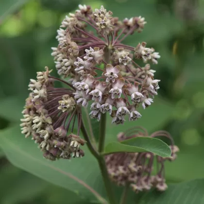 Klejicha hedvábná - František Matoušek