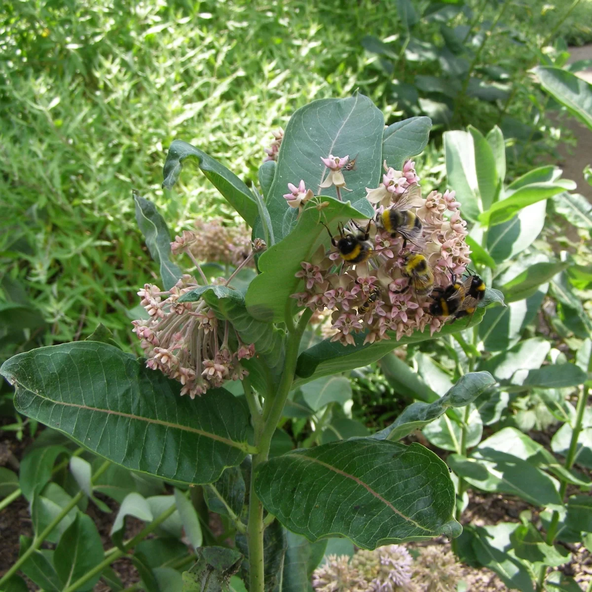 Klejicha hedvábná. Pořízeno 21.07.2015 12:07 - František Matoušek