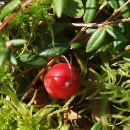 Klikva bahenní - František Matoušek