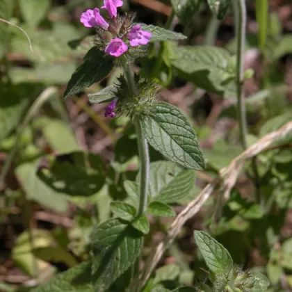 Klinopád obecný - František Matoušek