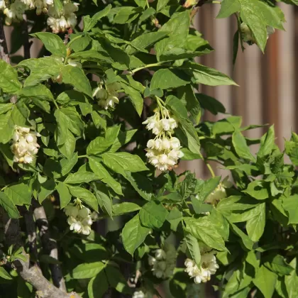 Klokoč zpeřený - František Matoušek