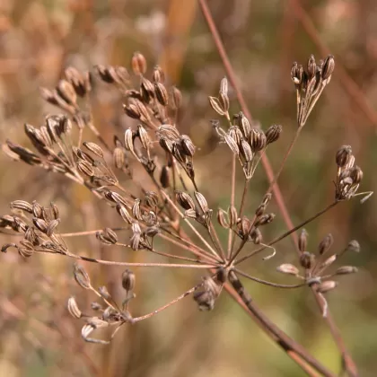 Kmín kořenný - František Matoušek