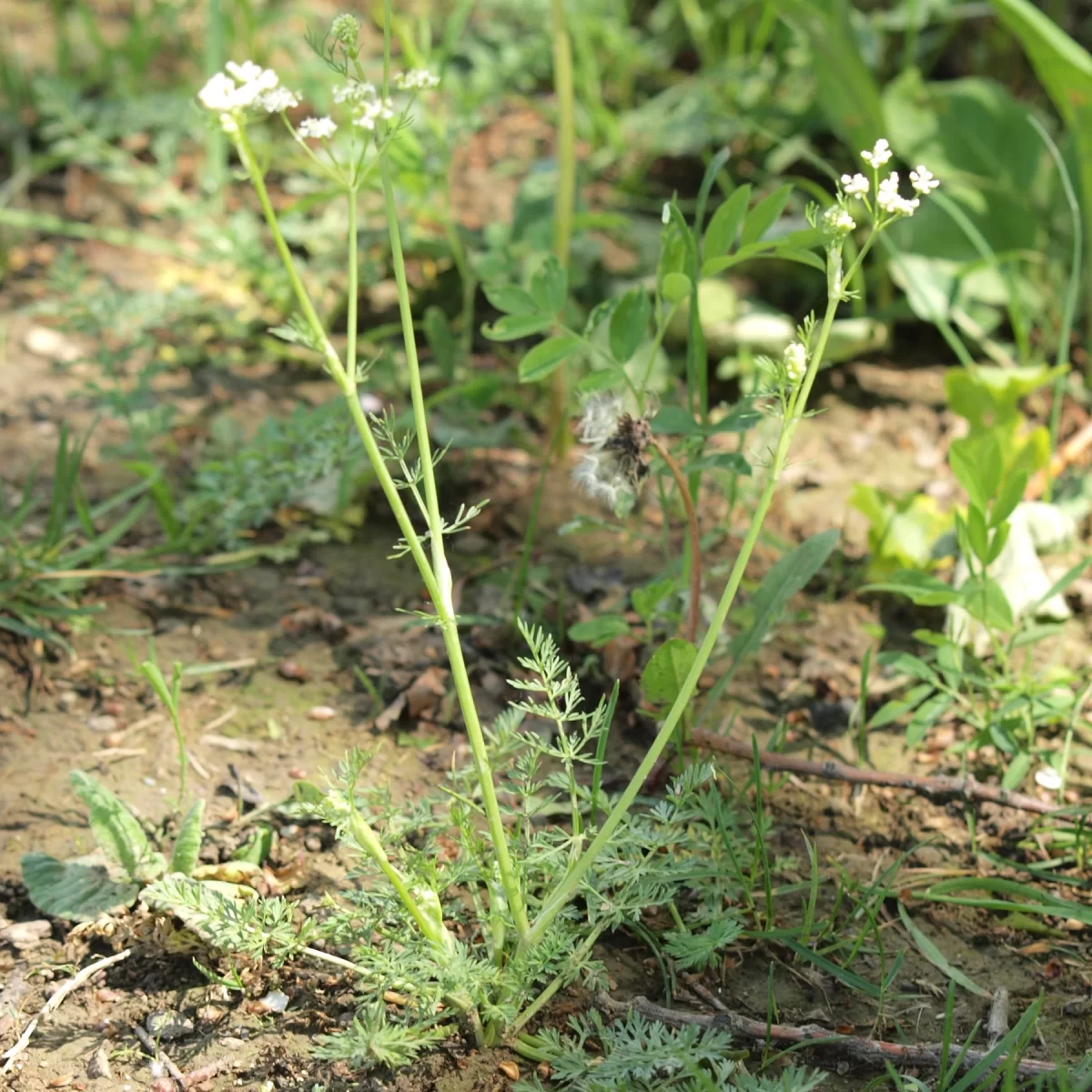 Kmín kořenný. Pořízeno 21.05.2014 19:05 - František Matoušek