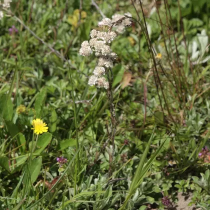 Kociánek dvoudomý - František Matoušek