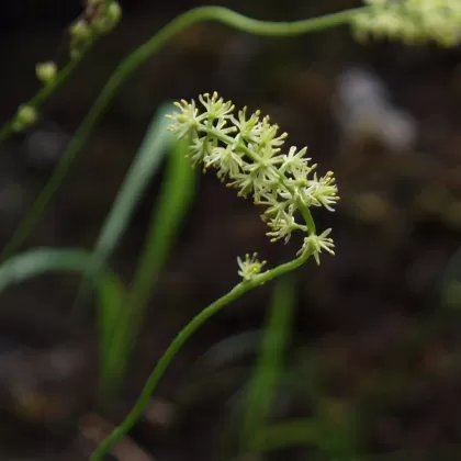 Kohátka kalíškatá - František Matoušek