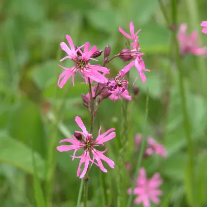 Kohoutek luční - František Matoušek