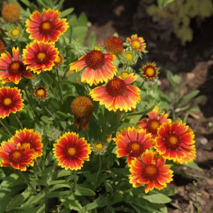 Kokarda sličná - František Matoušek