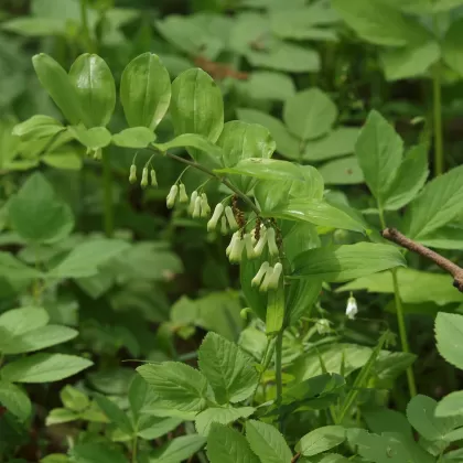 Kokořík mnohokvětý - František Matoušek