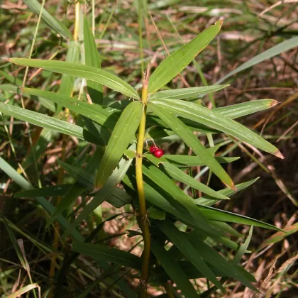 Kokořík přeslenitý - František Matoušek