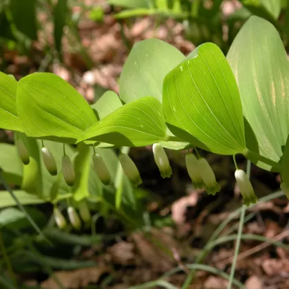 Kokořík vonný - František Matoušek
