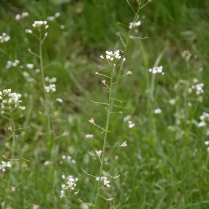 Kokoška pastuší tobolka - František Matoušek
