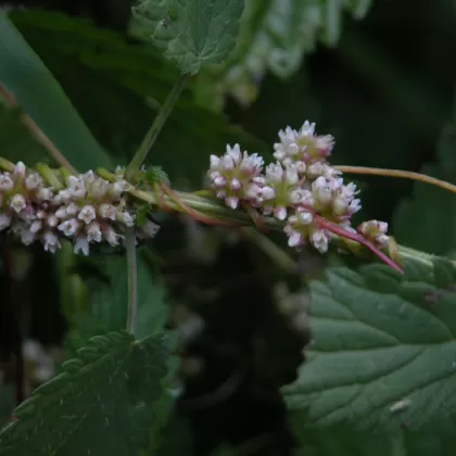Kokotice evropská - František Matoušek