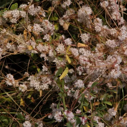 Kokotice povázka - František Matoušek