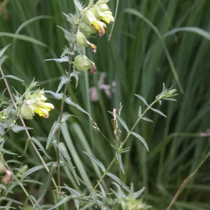 Kokrhel luštinec - František Matoušek