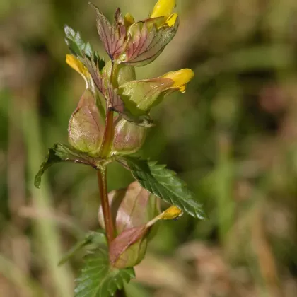 Kokrhel menší - František Matoušek