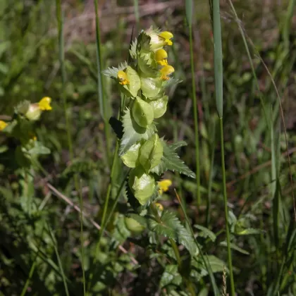 Kokrhel větší - František Matoušek
