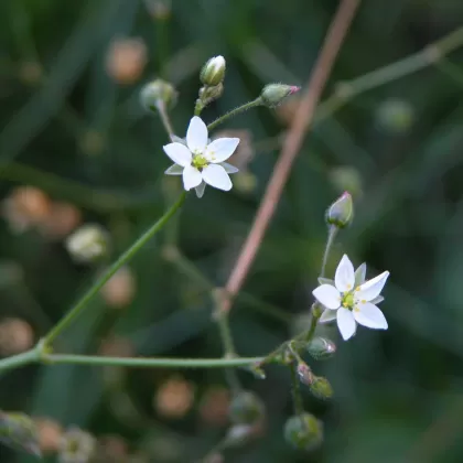 Kolenec rolní - František Matoušek