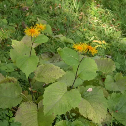 Kolotočník ozdobný - František Matoušek