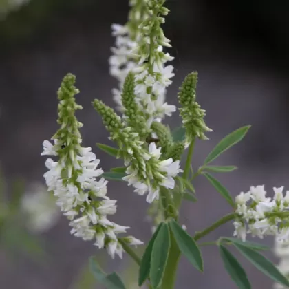 Komonice bílá - František Matoušek