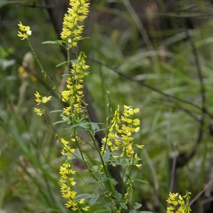 Komonice lékařská - František Matoušek