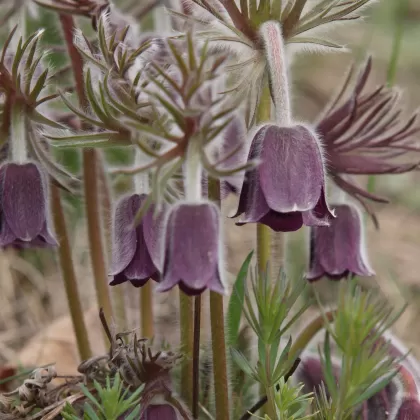 Koniklec luční - František Matoušek