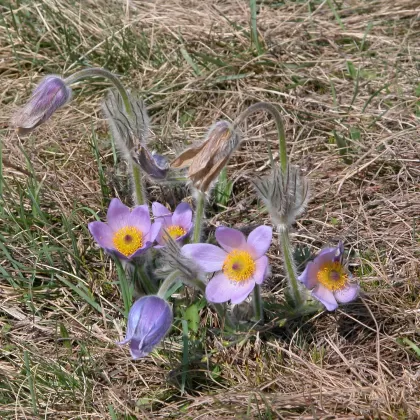 Koniklec velkokvětý - František Matoušek