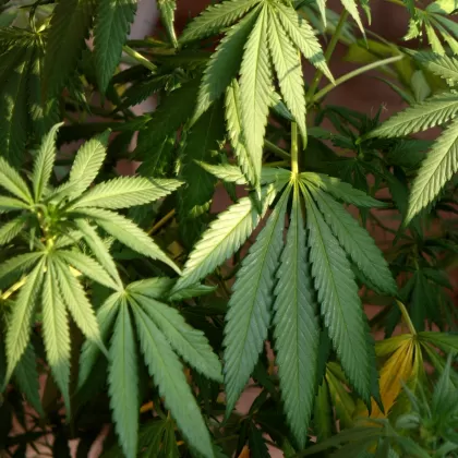 Konopí seté - František Matoušek