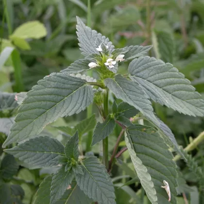 Konopice polní - František Matoušek