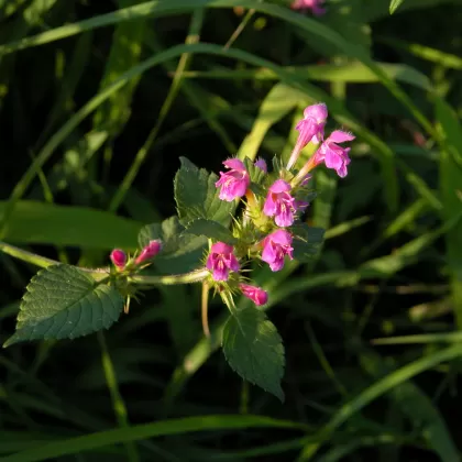 Konopice pýřitá - František Matoušek