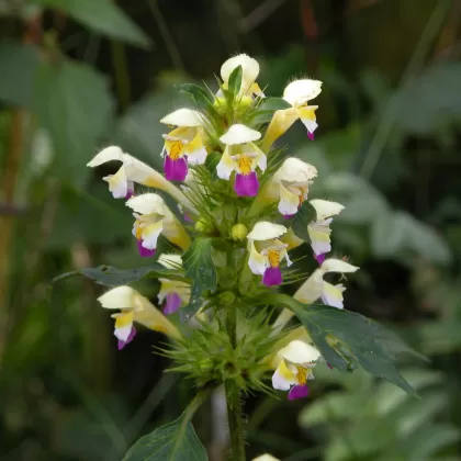 Konopice sličná (Konopice velkokvětá) - František Matoušek