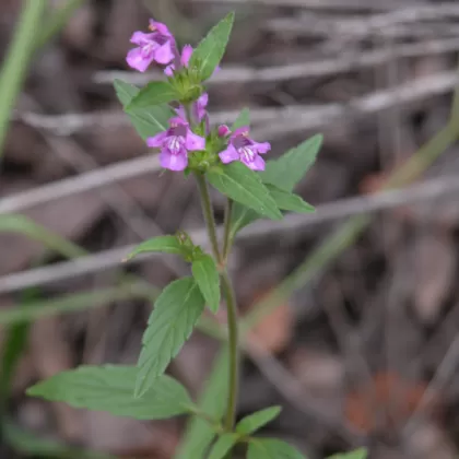 Konopice širolistá - František Matoušek