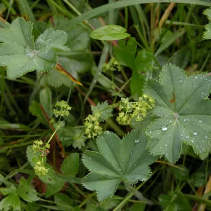 Kontryhel ostrolaločný - František Matoušek