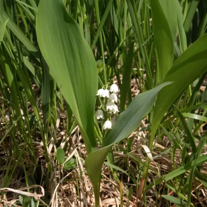 Konvalinka vonná - František Matoušek