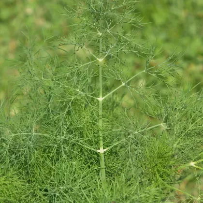 Kopr vonný - František Matoušek