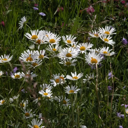 Kopretina bílá - František Matoušek