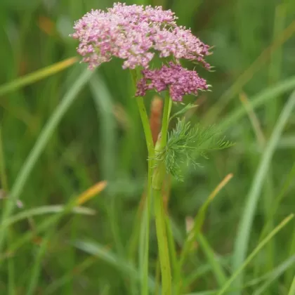 Koprníček bezobalný - František Matoušek