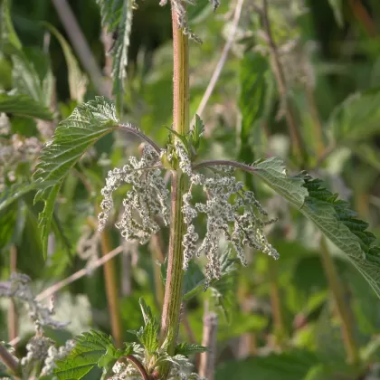 Kopřiva dvoudomá - František Matoušek