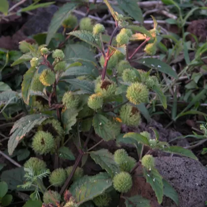 Kopřiva kulkonosná - František Matoušek