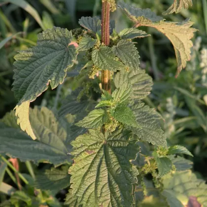 Kopřiva žahavka - František Matoušek