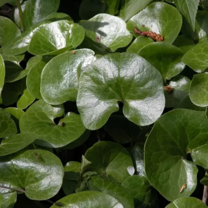 Kopytník evropský - František Matoušek