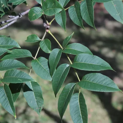 Korkovník amurský - František Matoušek