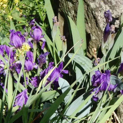 Kosatec bezlistý - František Matoušek