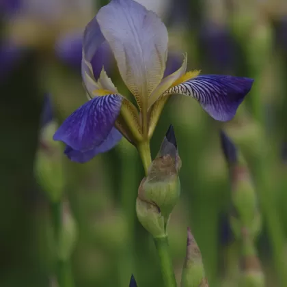 Kosatec bezový - František Matoušek