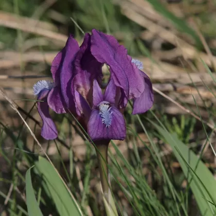 Kosatec nízký - František Matoušek
