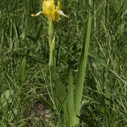 Kosatec různobarvý - František Matoušek