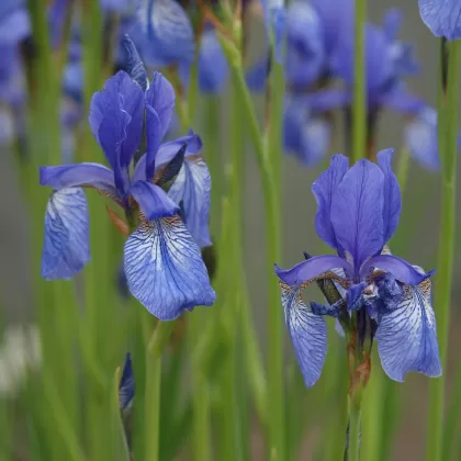 Kosatec sibiřský - František Matoušek