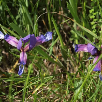 Kosatec trávovitý - František Matoušek