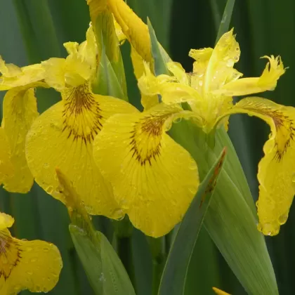 Kosatec žlutý - František Matoušek