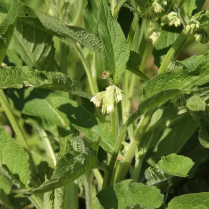 Kostival český - František Matoušek